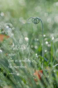 natures-marvelous