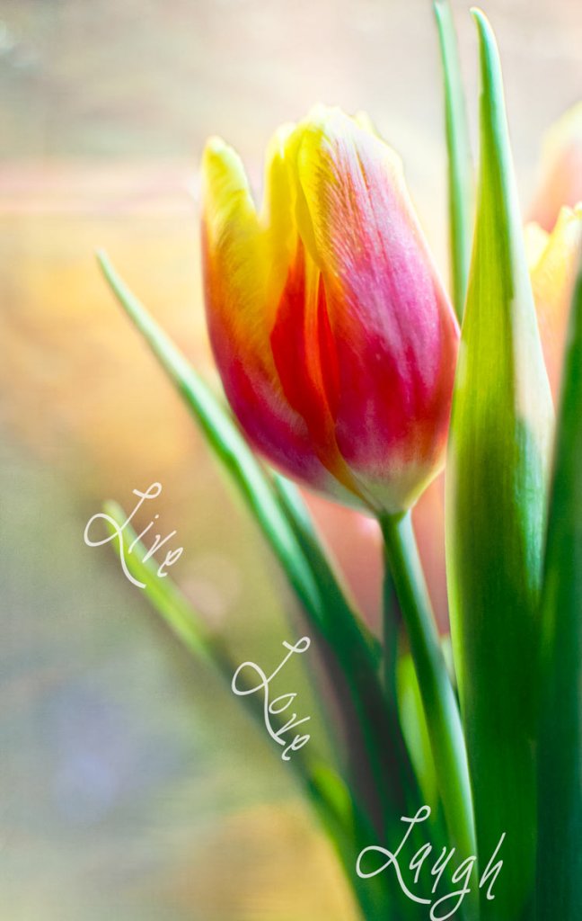 sunny-tulip